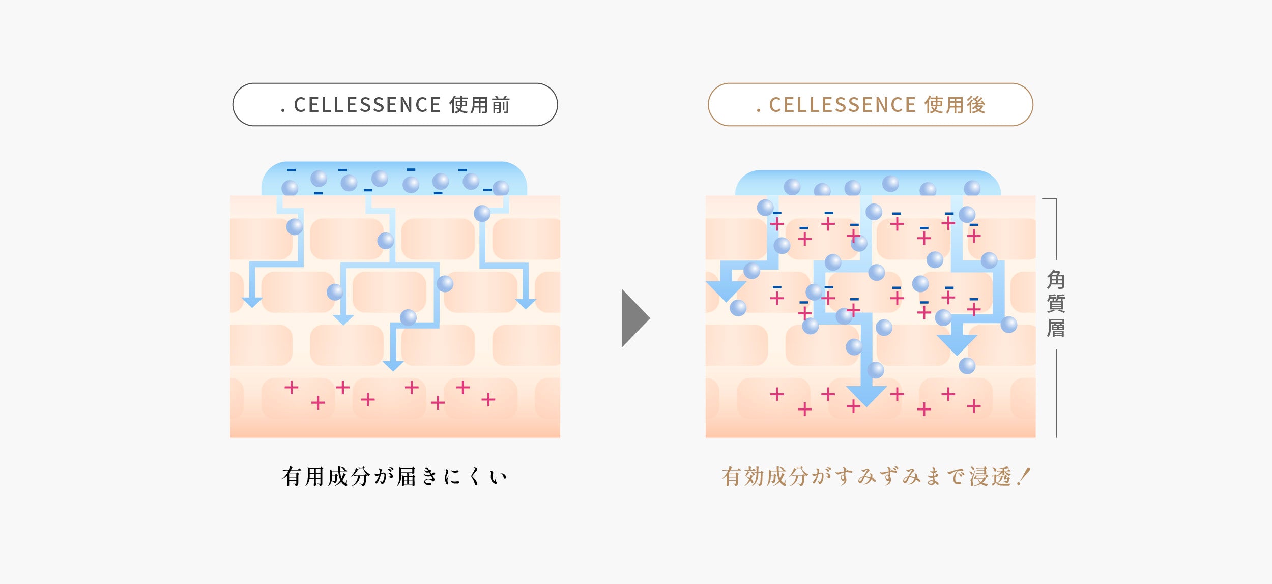 浸透×保湿のWケア confit .Ce'll Essence ドットセルエッセンス イオン配合技術